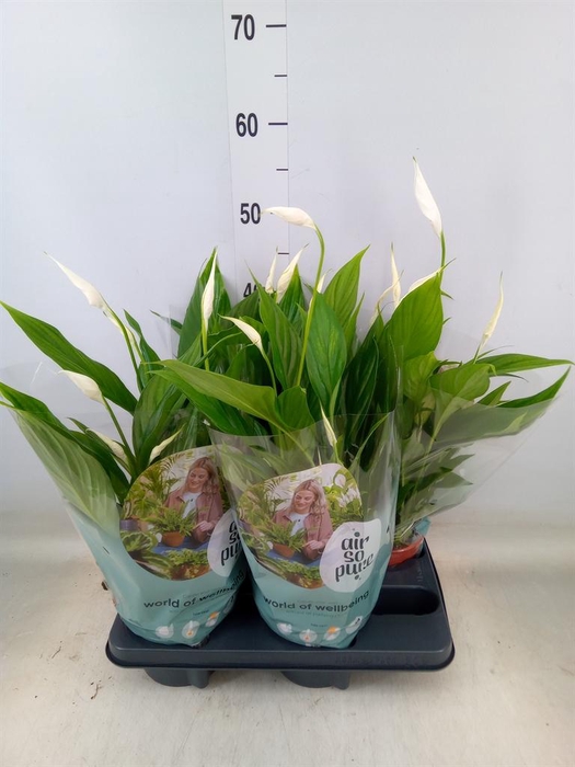 <h4>Spathiphyllum  'Pearl Cupido'</h4>