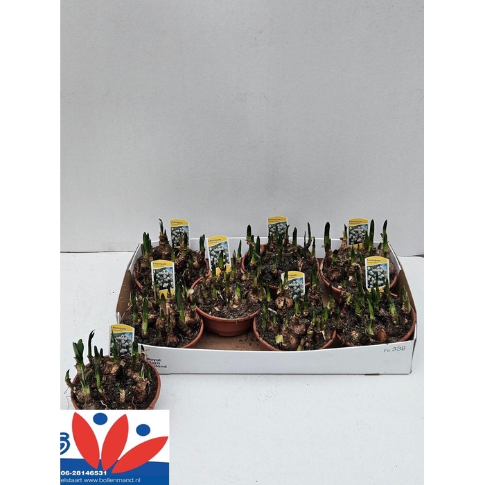 <h4>LEUCOJ AESTIVUM</h4>