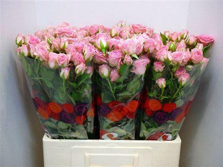 <h4>R Tr Odilia</h4>