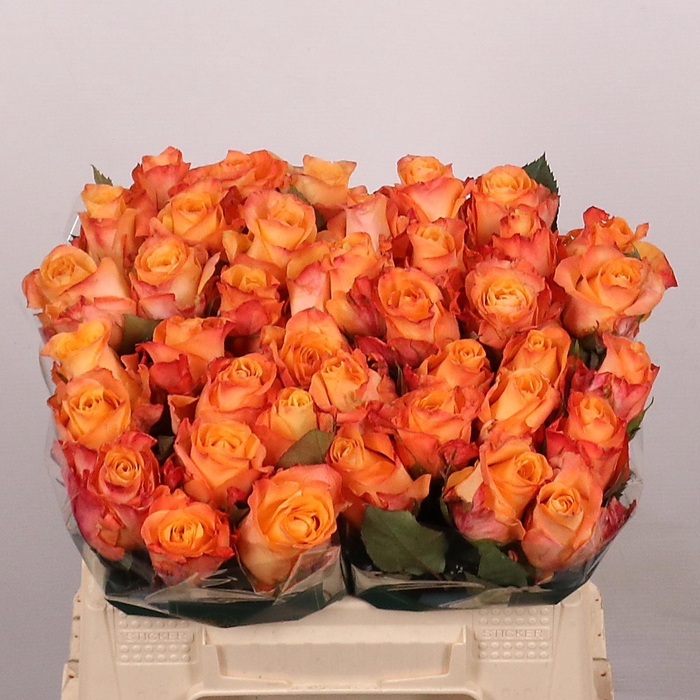 <h4>R GR MONALISA+</h4>