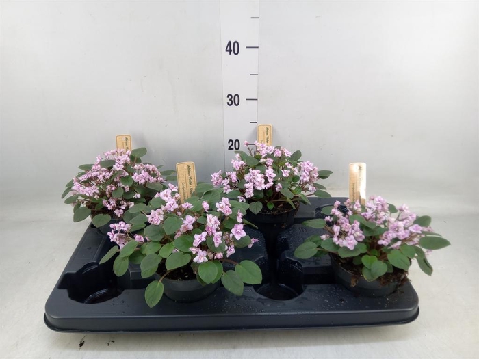 <h4>Saintpaulia   ...</h4>