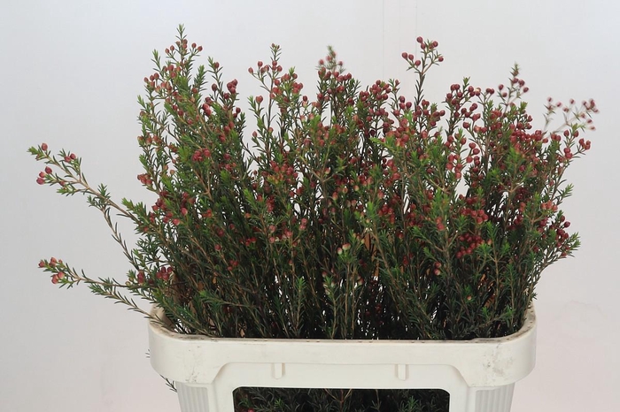 <h4>Chamelaucium Adi</h4>