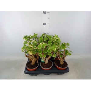 Polyscias scutellaria 'Balfourii'