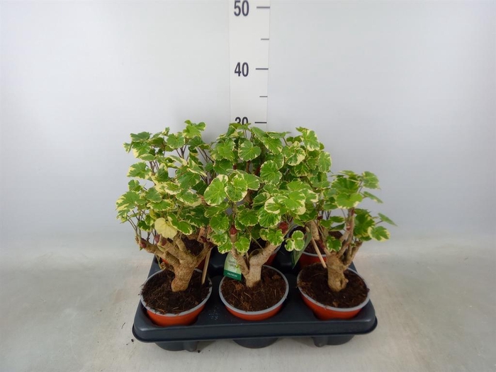 <h4>Polyscias scutellaria 'Balfourii'</h4>