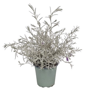 Eremophila Nivea Bush