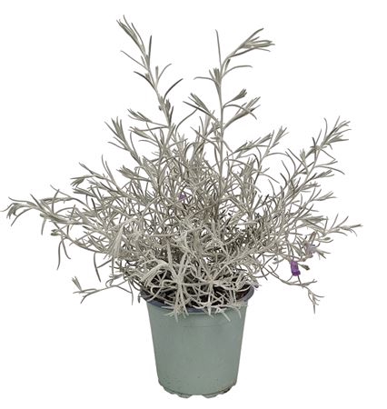 <h4>Eremophila Nivea Bush</h4>