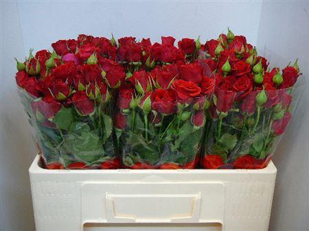 <h4>R Tr Mirabel</h4>