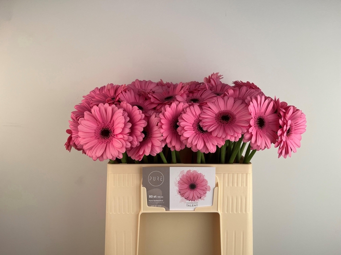 <h4>GE MI TALENT</h4>