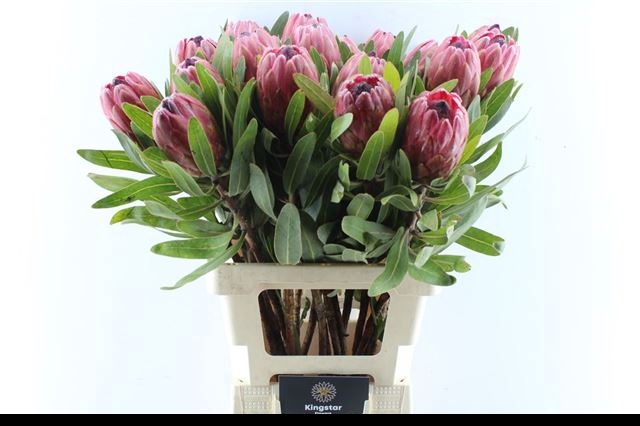 <h4>PROTEA RED ICE</h4>