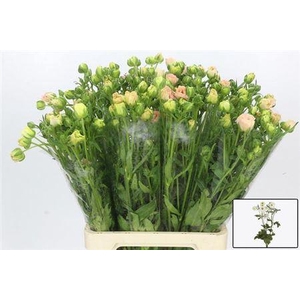 Ran Co Mag Mascarpon