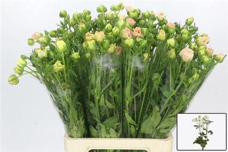 <h4>Ran Co Mag Mascarpon</h4>