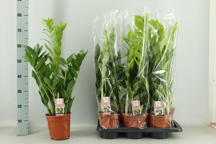 <h4>ZAMIO PIXIE</h4>