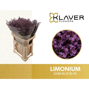 Limonium Safora Dark Blue  Klaver