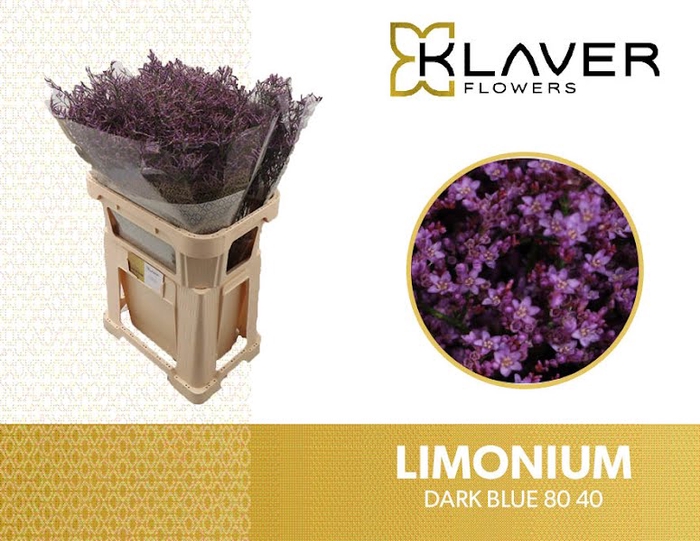 <h4>Limonium Safora Dark Blue  Klaver</h4>