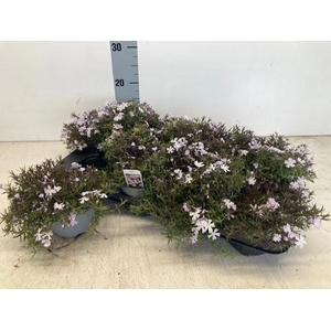 PHLOX SUBULATA LAVENDEL