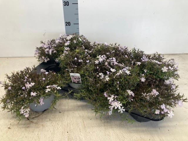 <h4>PHLOX SUBULATA LAVENDEL</h4>