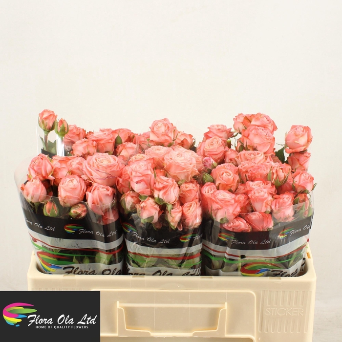 <h4>R TR AMAZING MAGIC</h4>