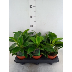 Philodendron 'Green Princess'