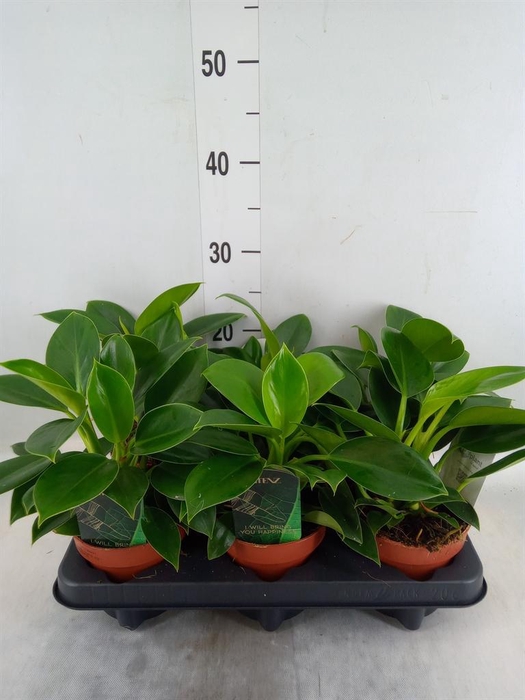 <h4>Philodendron  'Green Princess'</h4>