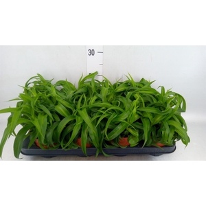 Chlorophytum com. 'Green Bonnie'