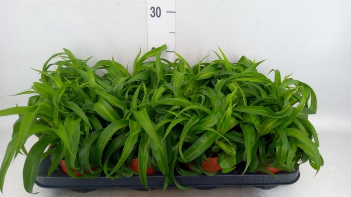 <h4>Chlorophytum com. 'Green Bonnie'</h4>