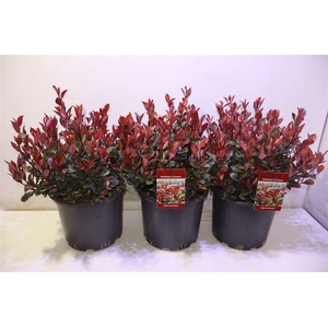 arr8 Phot Fr Litt Red Rob