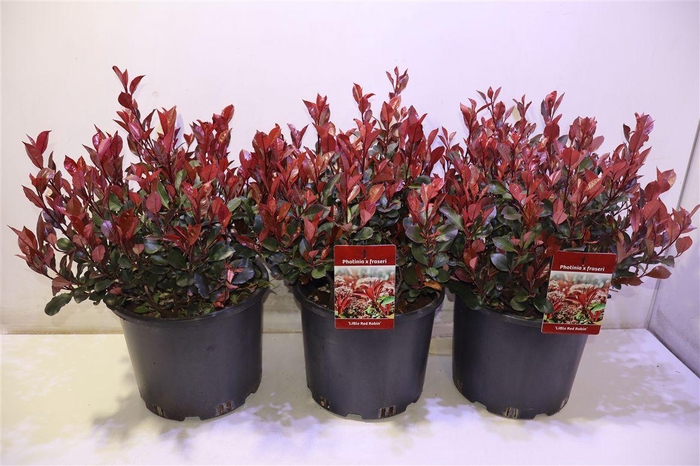 <h4>Phot Fr Litt Red Rob</h4>