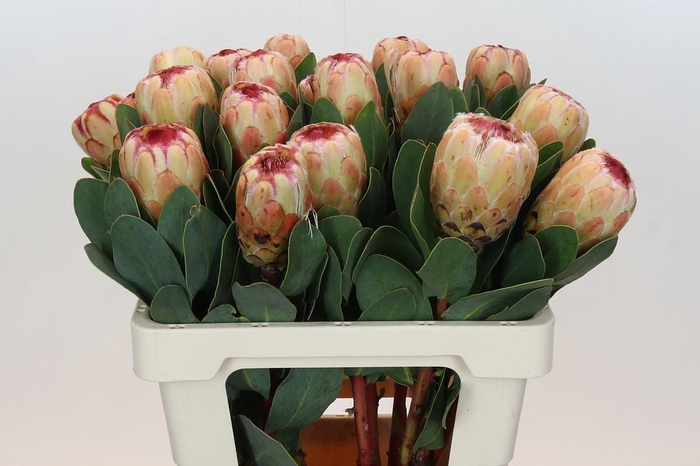 <h4>PROTEA GRANDICOLOR</h4>