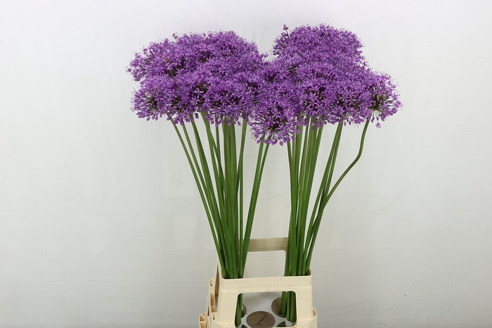<h4>Allium Statos</h4>