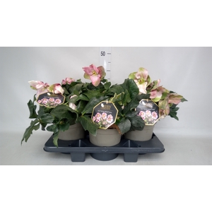 Helleborus  'Winter Ballet Kacy'