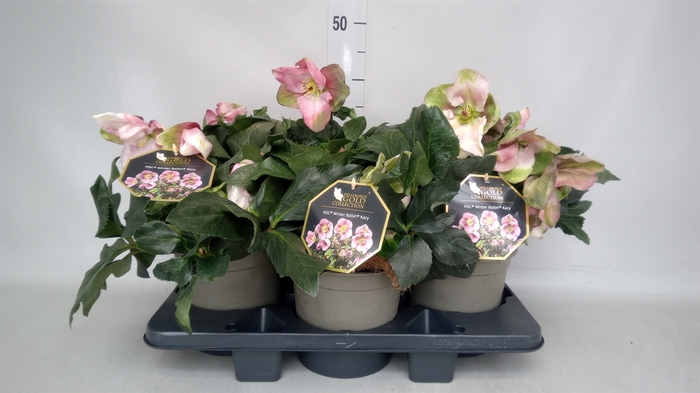 <h4>Helleborus  'Winter Ballet Kacy'</h4>