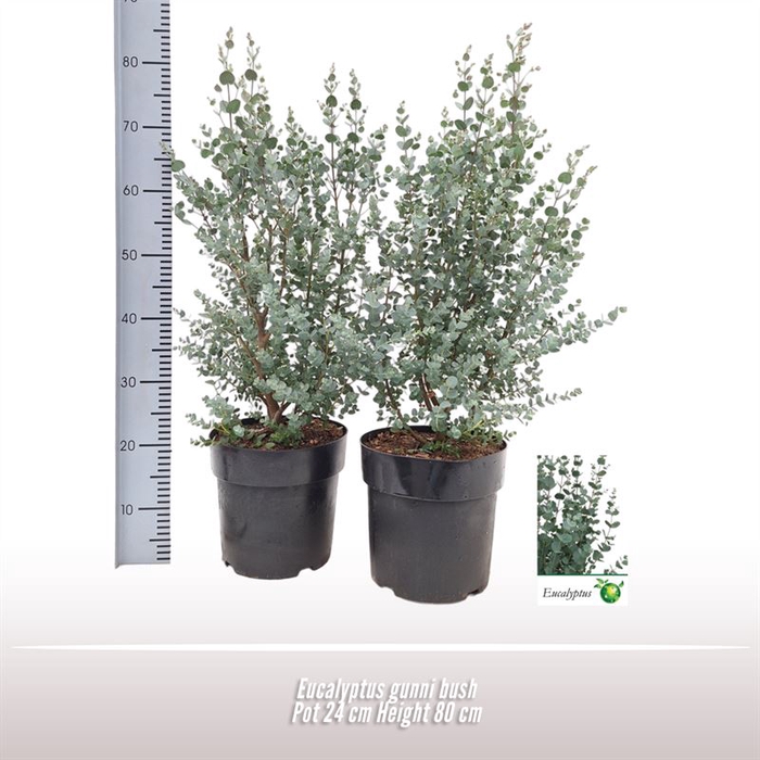 <h4>Eucalyptus gunnii struik</h4>