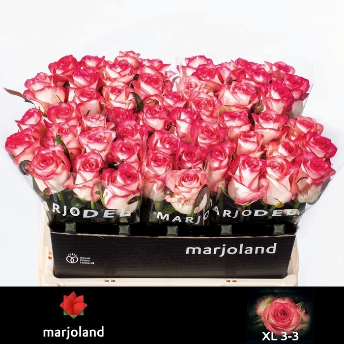 <h4>R GR JUMILIA</h4>