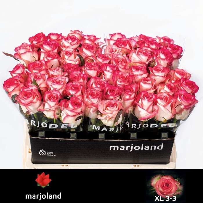 <h4>R GR JUMILIA</h4>