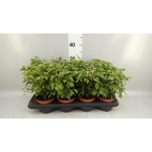Ficus benja. 'Kinky'