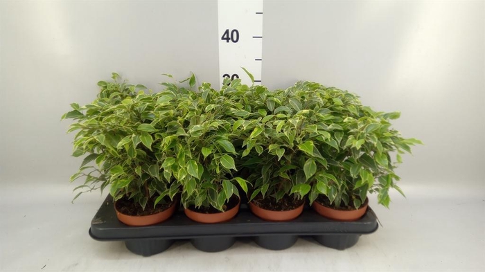 <h4>Ficus benja. 'Kinky'</h4>