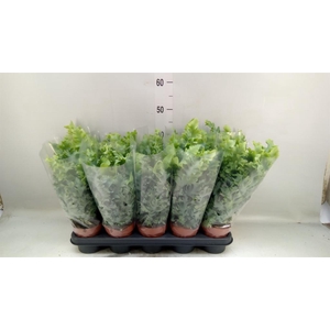 Phlebodium aureum 'Davana'