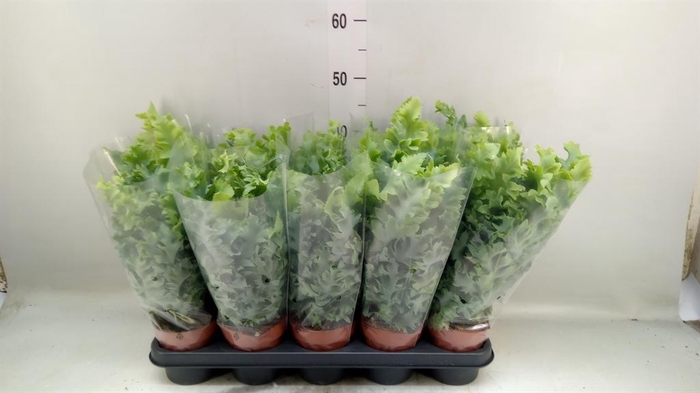 <h4>Phlebodium aureum 'Davana'</h4>