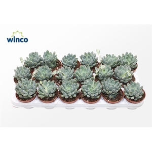 Echeveria Elegance
