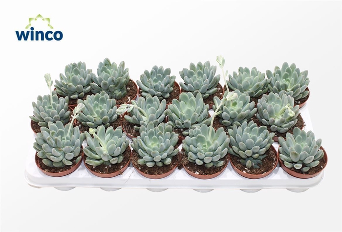 <h4>Echeveria Elegance</h4>