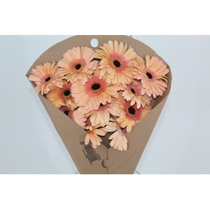 GERBERA ALLIANCE > 10 CM DIAM < 050 CM LARANJA