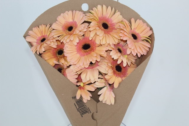 <h4>GERBERA ALLIANCE > 10 CM DIAM < 050 CM LARANJA</h4>