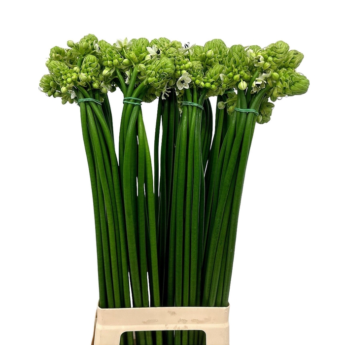 <h4>ORNIT SAUNDERSIAE</h4>