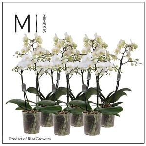 Phalaenopsis Multi White 2 spike - 12cm | Mimesis