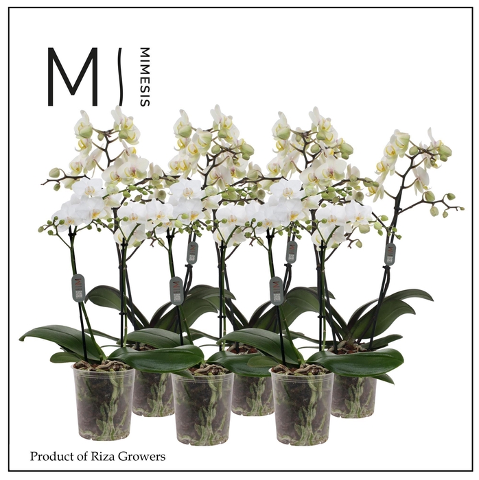 <h4>Phalaenopsis Multi White 2 spike - 12cm | Mimesis</h4>