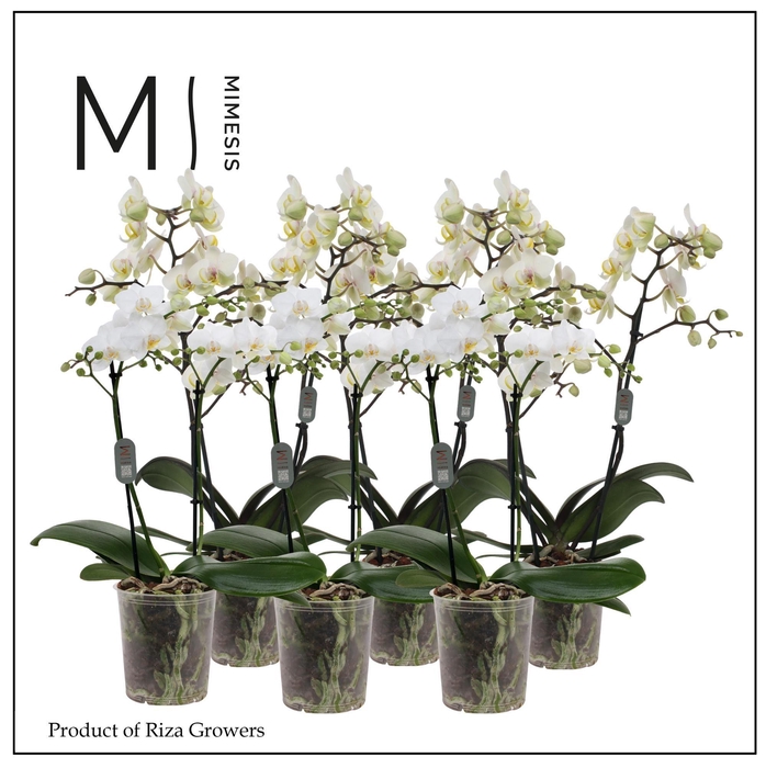 <h4>Phalaenopsis Multi White 2 spike - 12cm | Mimesis</h4>