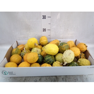 Cucurbita pepo 'Hard Warties' ..mix