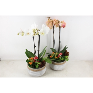 arr2 JS - Ker. stippel bolpot Phal x2