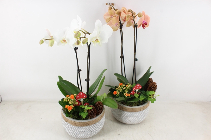 <h4>arr2 JS - Ker. stippel bolpot Phal x2</h4>