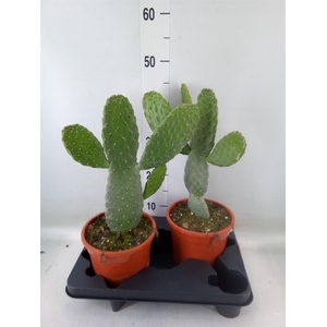 Opuntia